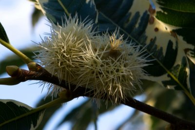 Castanea sativa 'Variegata' - kaštanovník jedlý - plod
